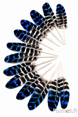 Kalkoen - 10-15 cm - natuurlijk-blauw